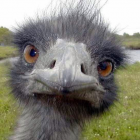 Ostrich Revenge