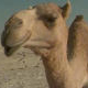 onekamel